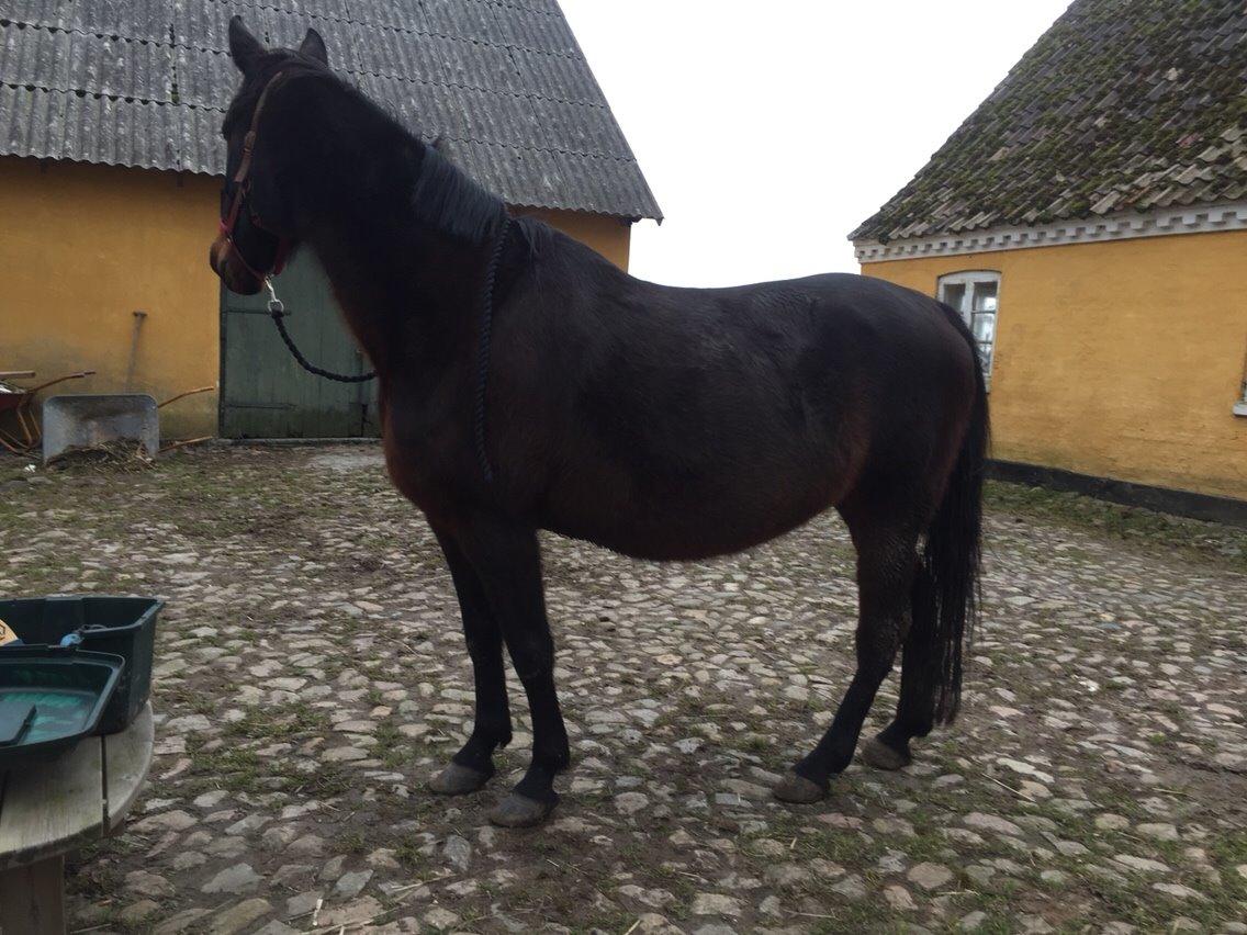 Traver Mybony Hackstable (Mille) solgt <3 billede 17