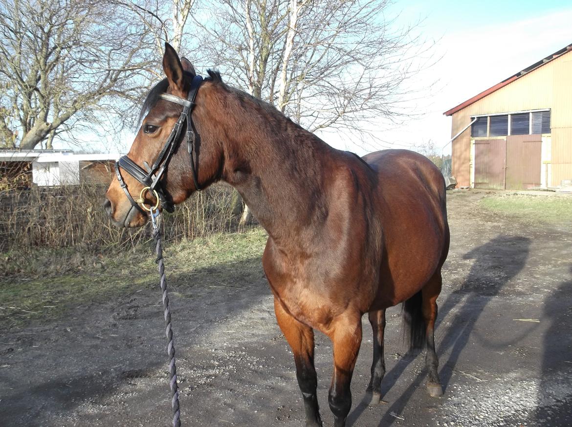 Anden særlig race Bianca billede 12