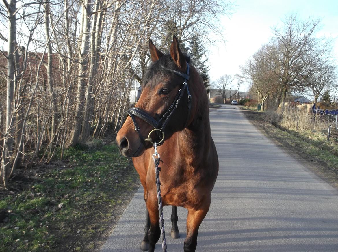 Anden særlig race Bianca billede 14