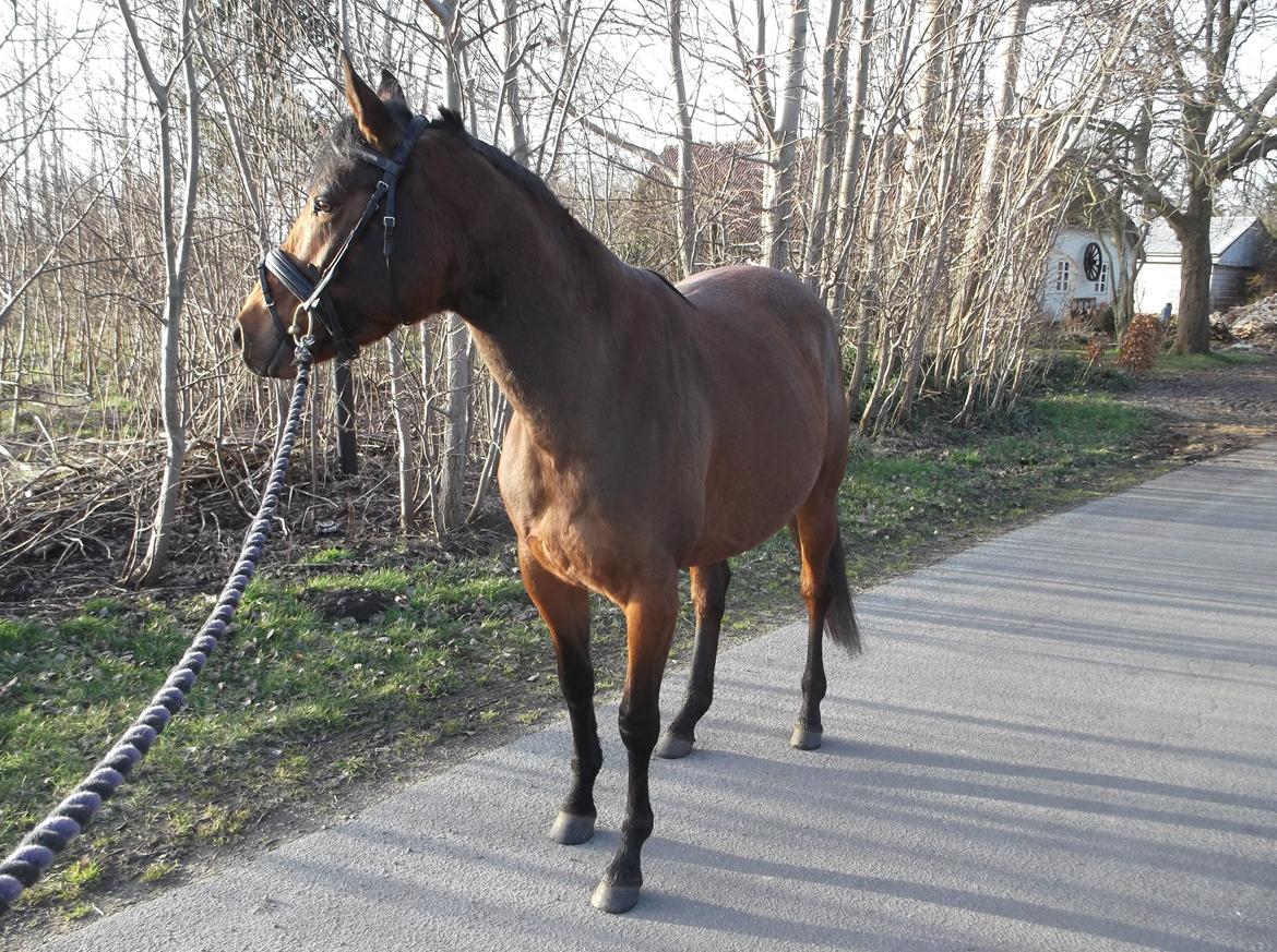 Anden særlig race Bianca billede 15