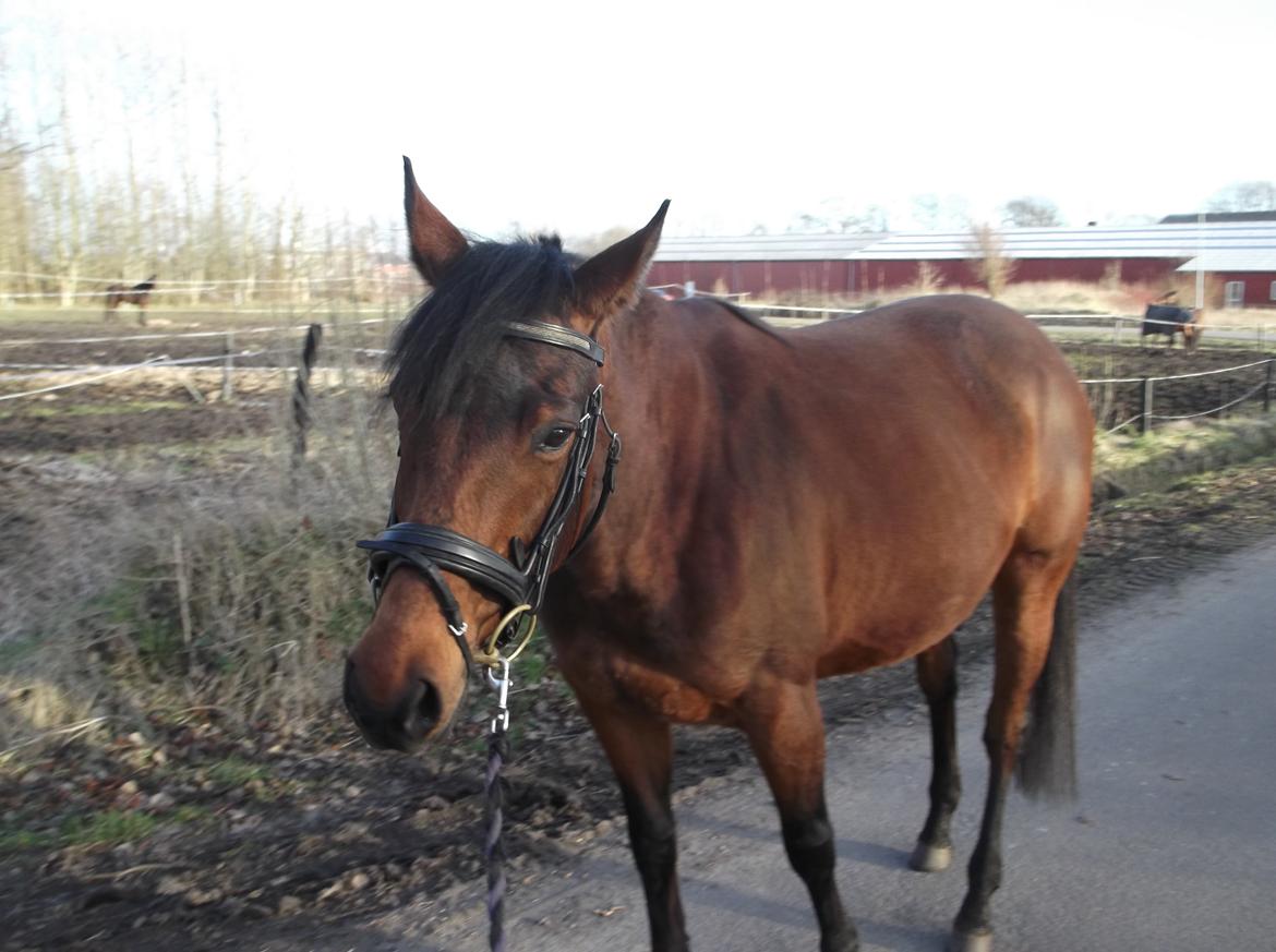 Anden særlig race Bianca billede 16