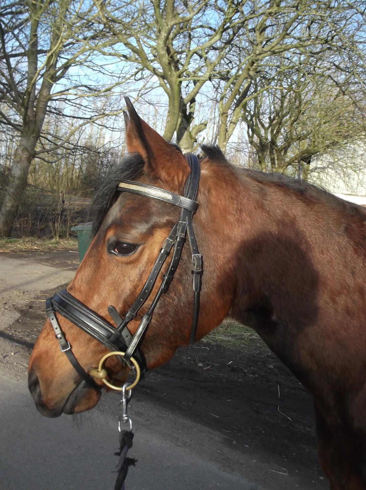 Anden særlig race Bianca billede 17