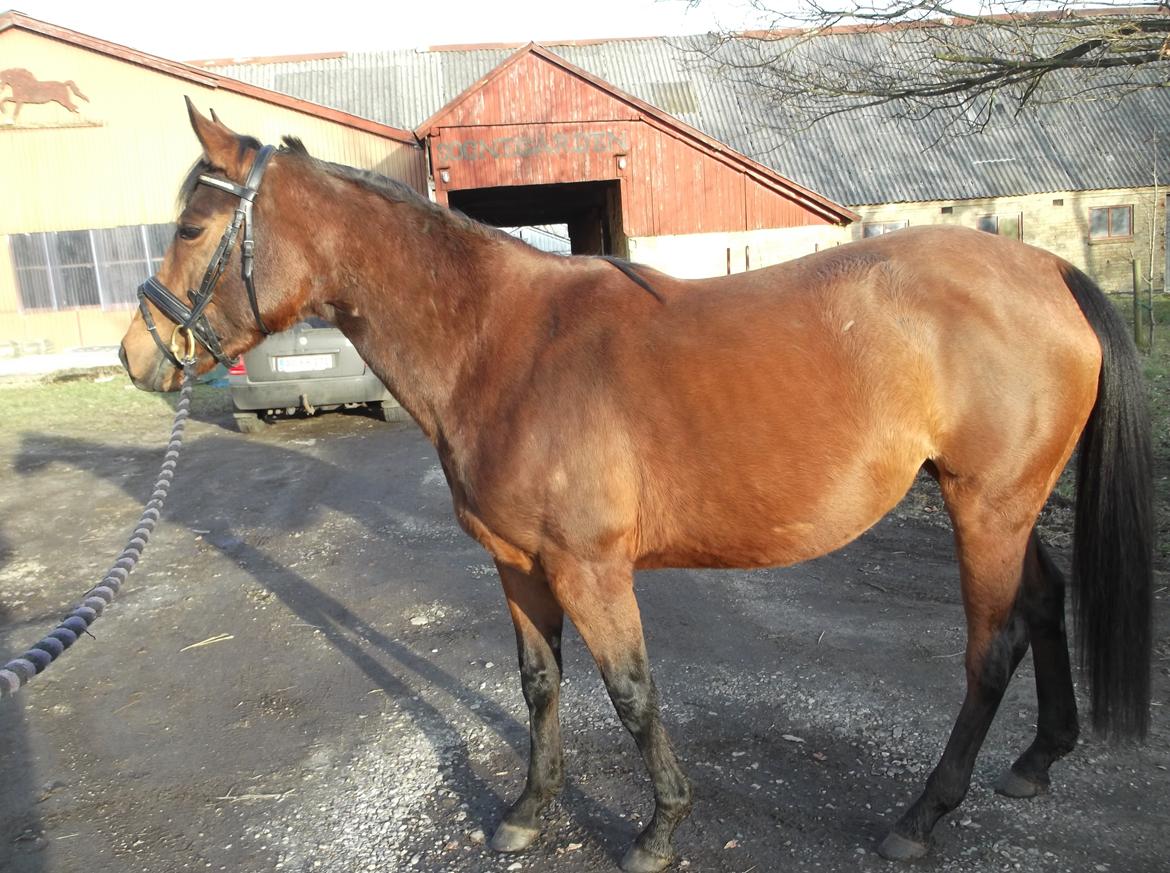 Anden særlig race Bianca billede 18