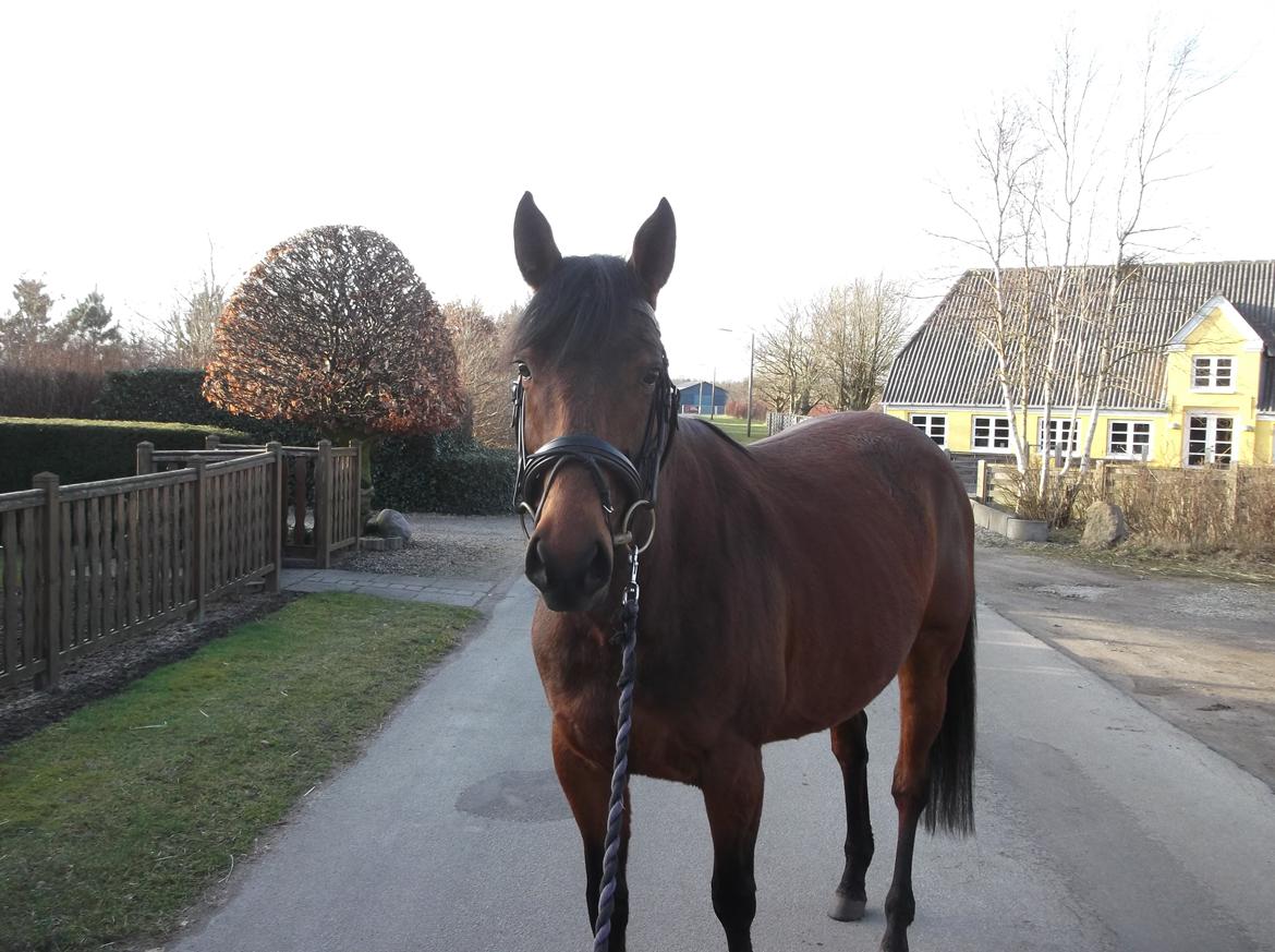 Anden særlig race Bianca billede 13