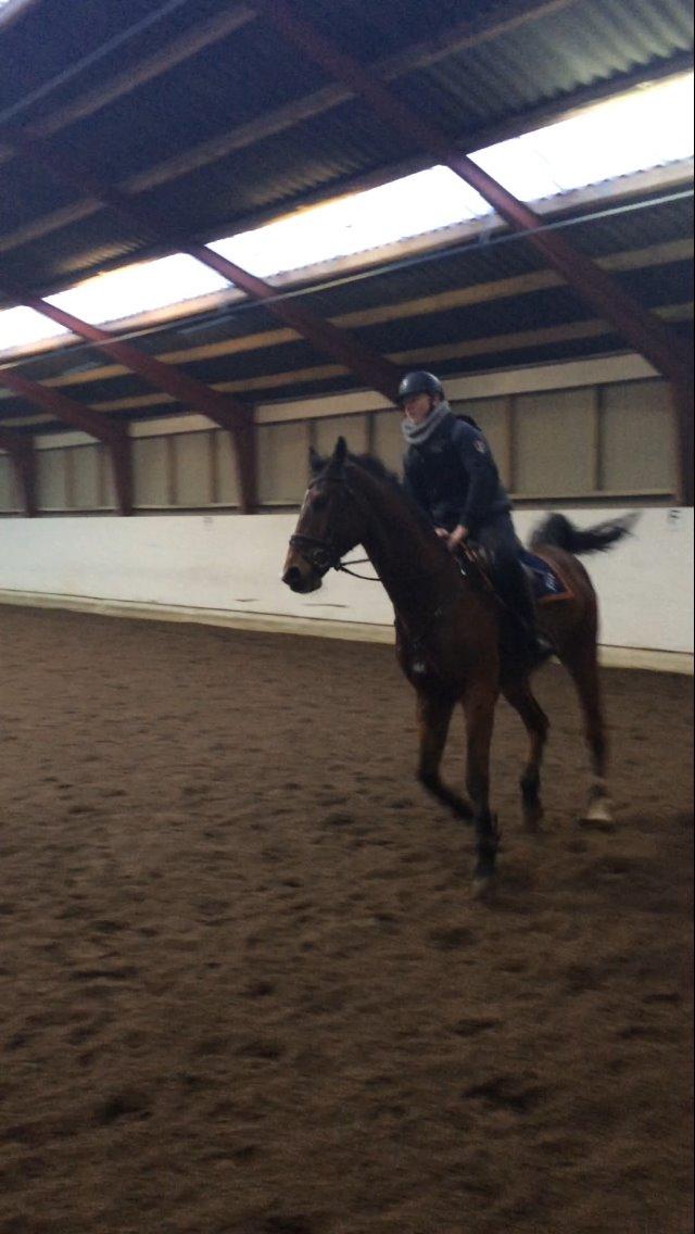 Dansk Varmblod Tirs camus billede 3