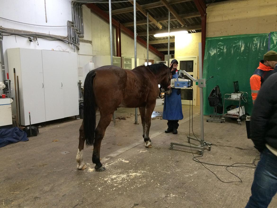 Dansk Varmblod Tirs camus billede 5