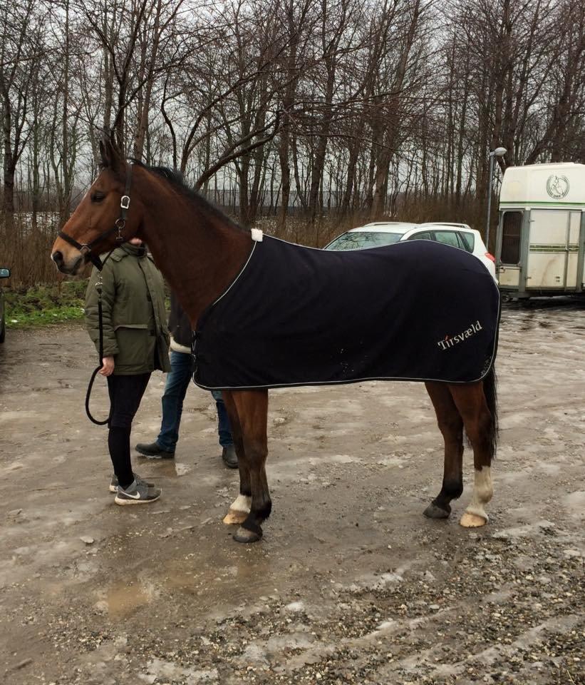 Dansk Varmblod Tirs camus billede 6