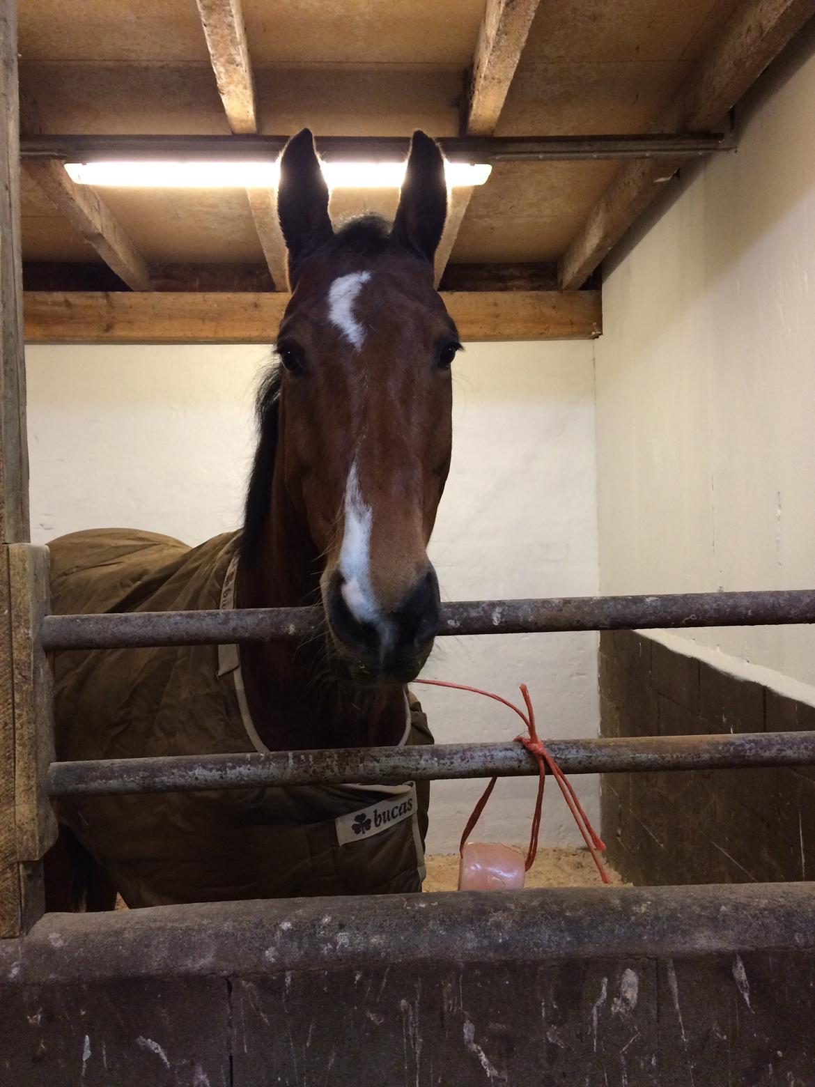 Dansk Varmblod Tirs camus billede 7