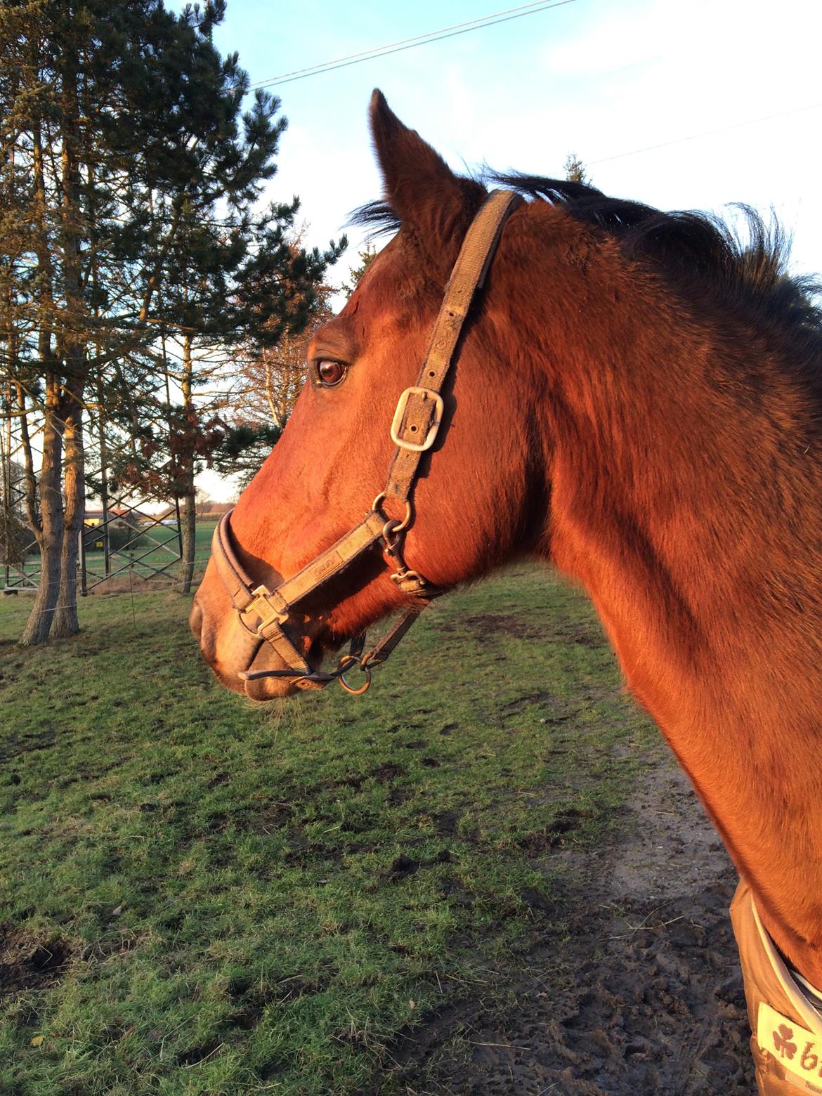 Dansk Varmblod Tirs camus billede 8