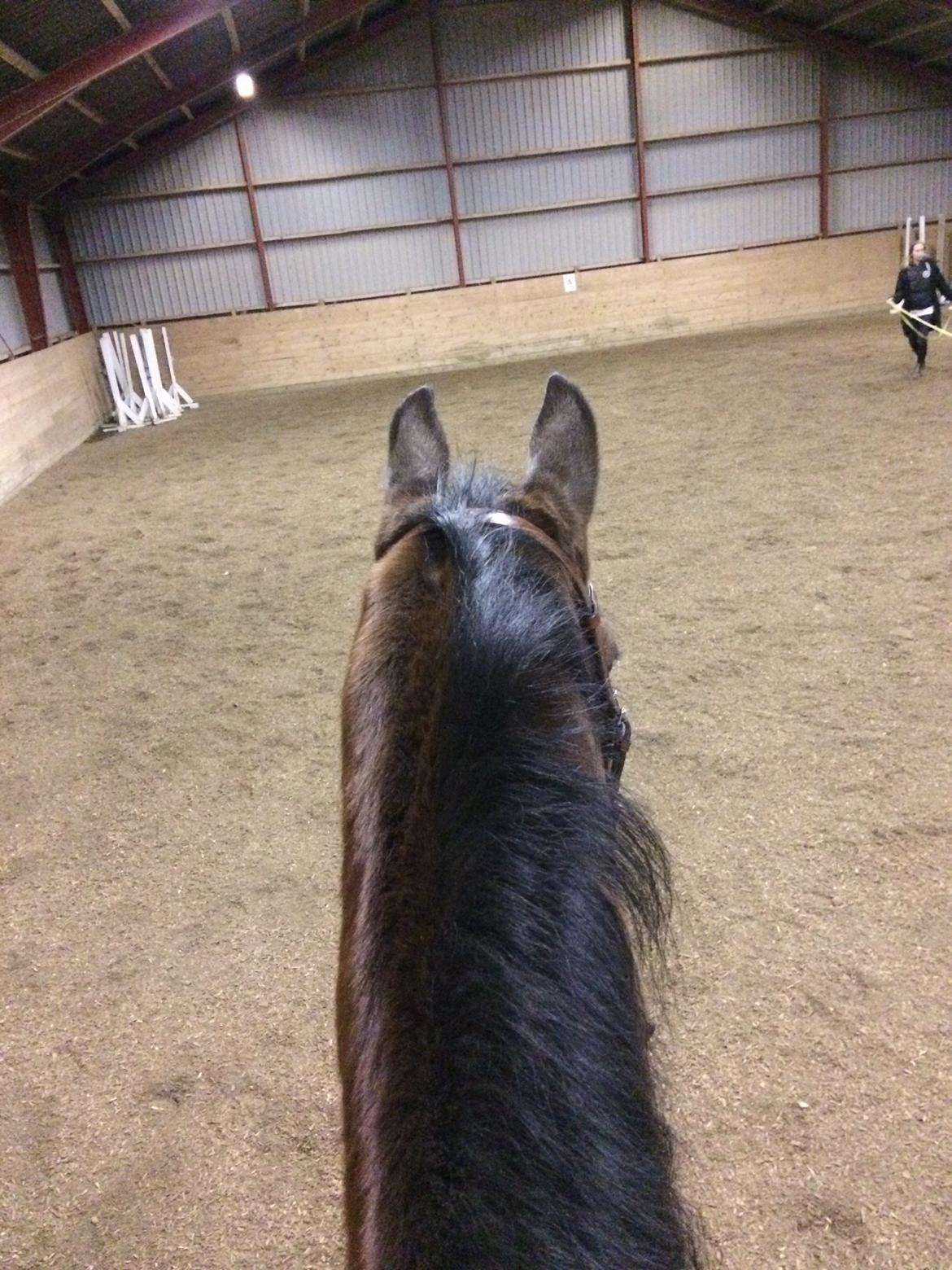 Dansk Varmblod Tirs camus billede 9