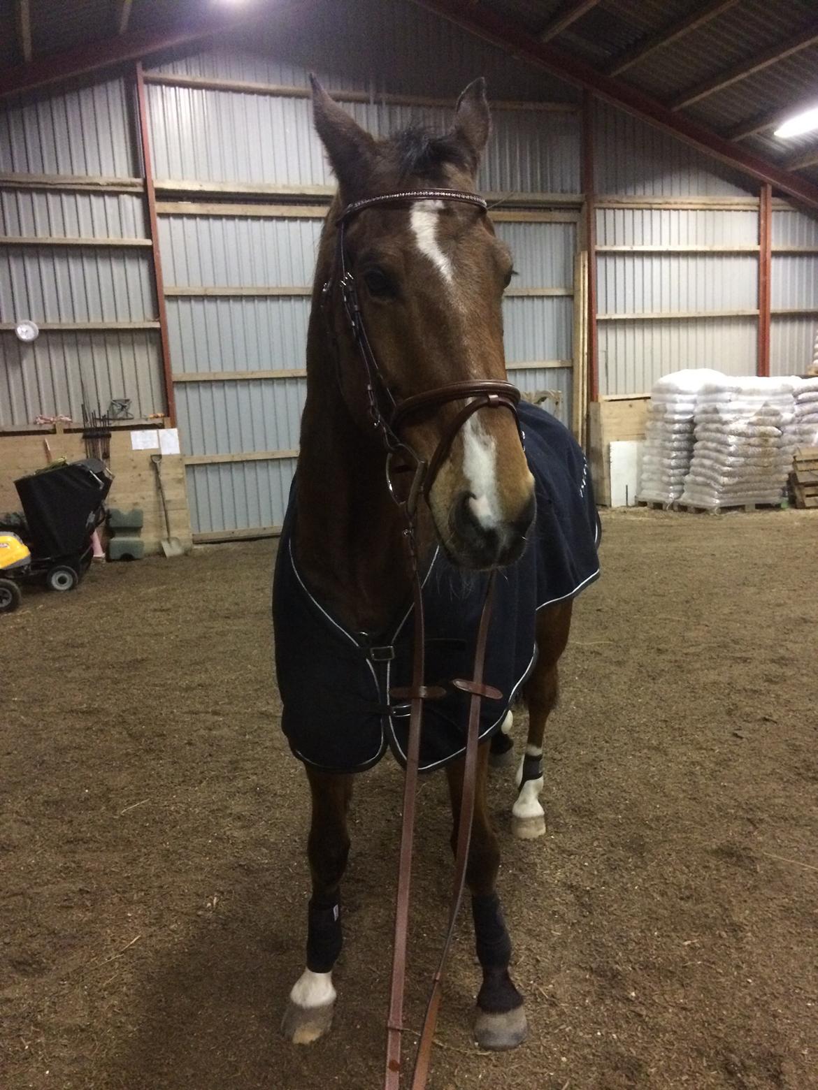 Dansk Varmblod Tirs camus billede 10