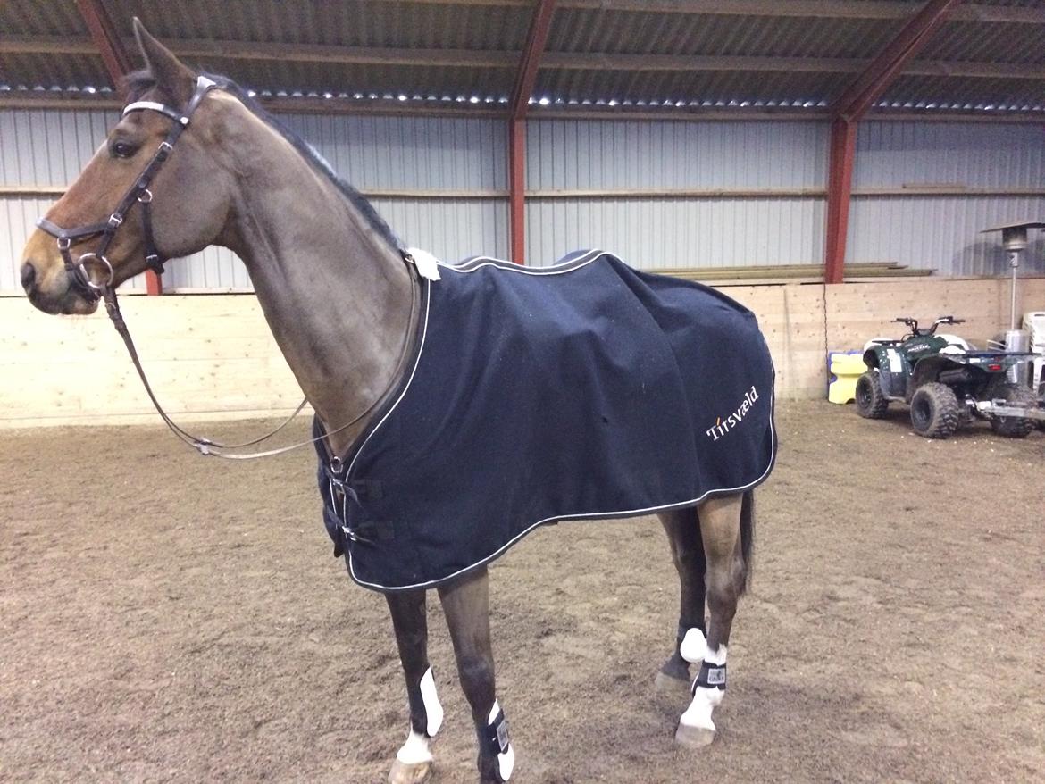 Dansk Varmblod Tirs camus billede 2