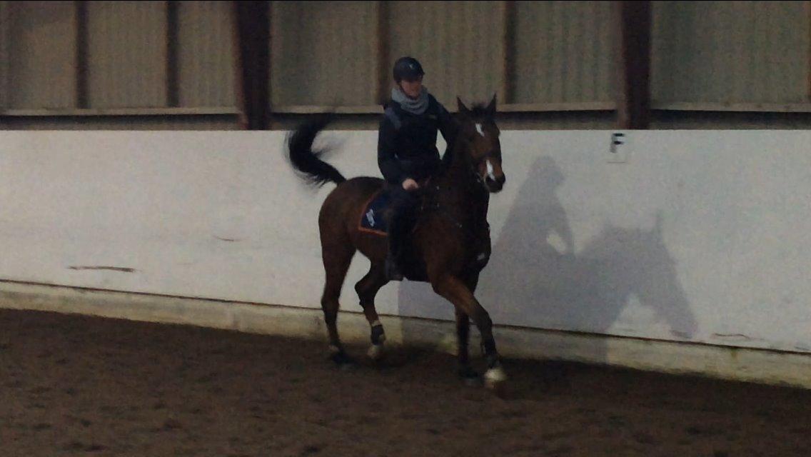 Dansk Varmblod Tirs camus billede 4