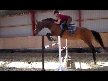 Dansk Varmblod Ran Frydenlund billede 20