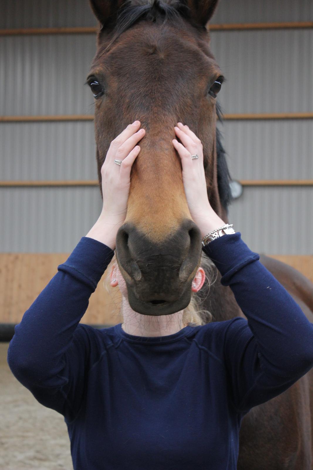 Dansk Varmblod Ran Frydenlund billede 18