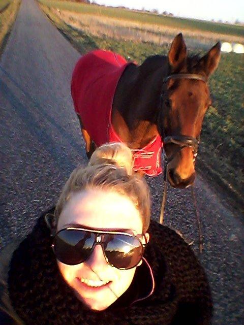 Dansk Varmblod Ran Frydenlund billede 19