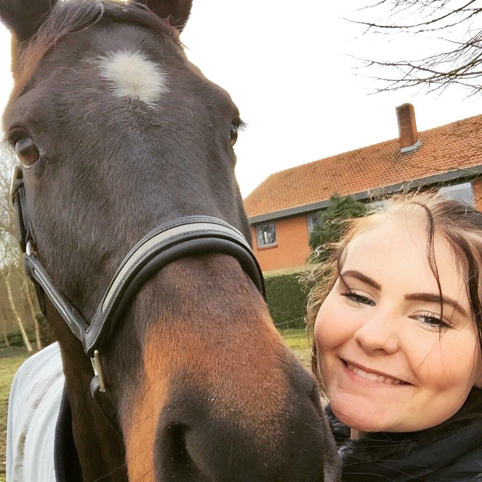 Dansk Varmblod Baunehøjens Samour billede 13