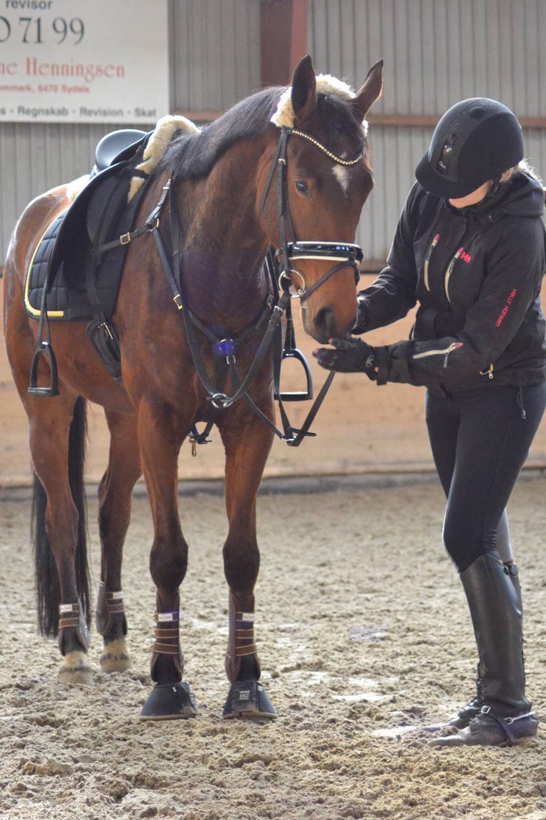 Anden særlig race Lippaschu billede 12