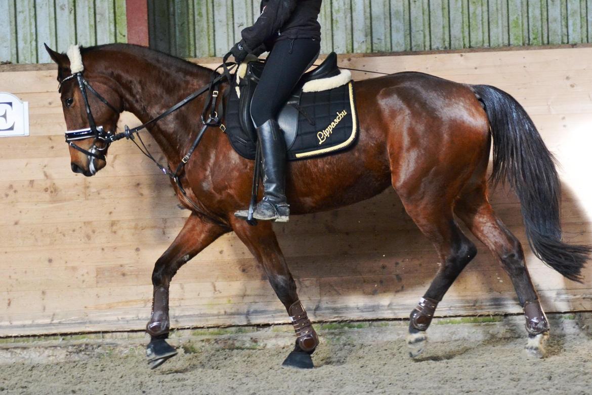 Anden særlig race Lippaschu billede 13