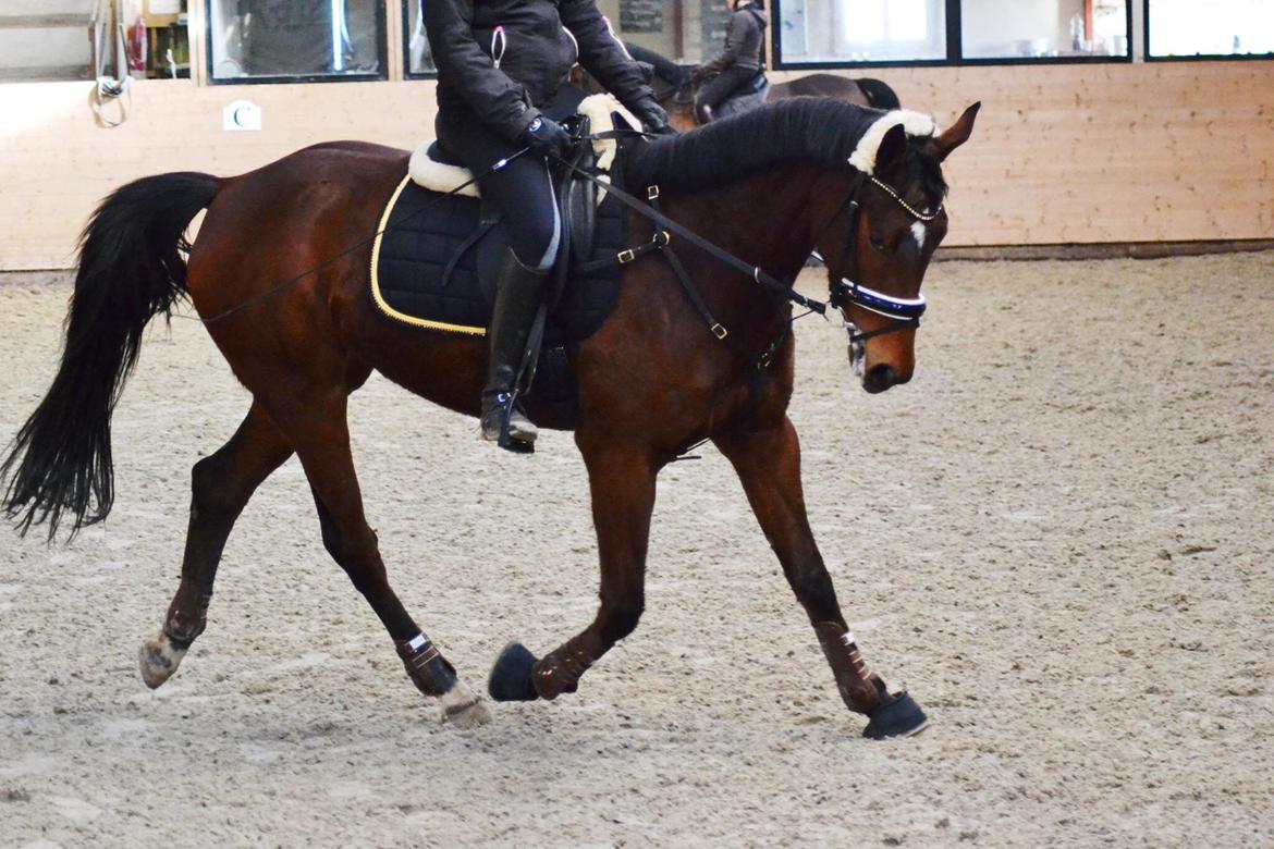 Anden særlig race Lippaschu billede 15