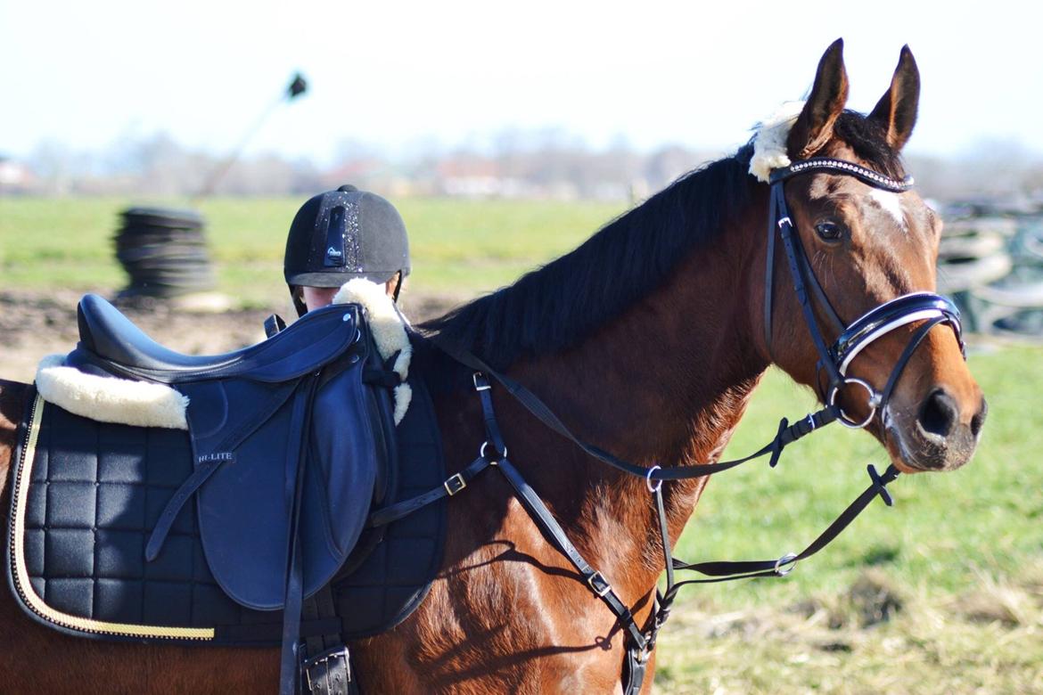 Anden særlig race Lippaschu billede 18