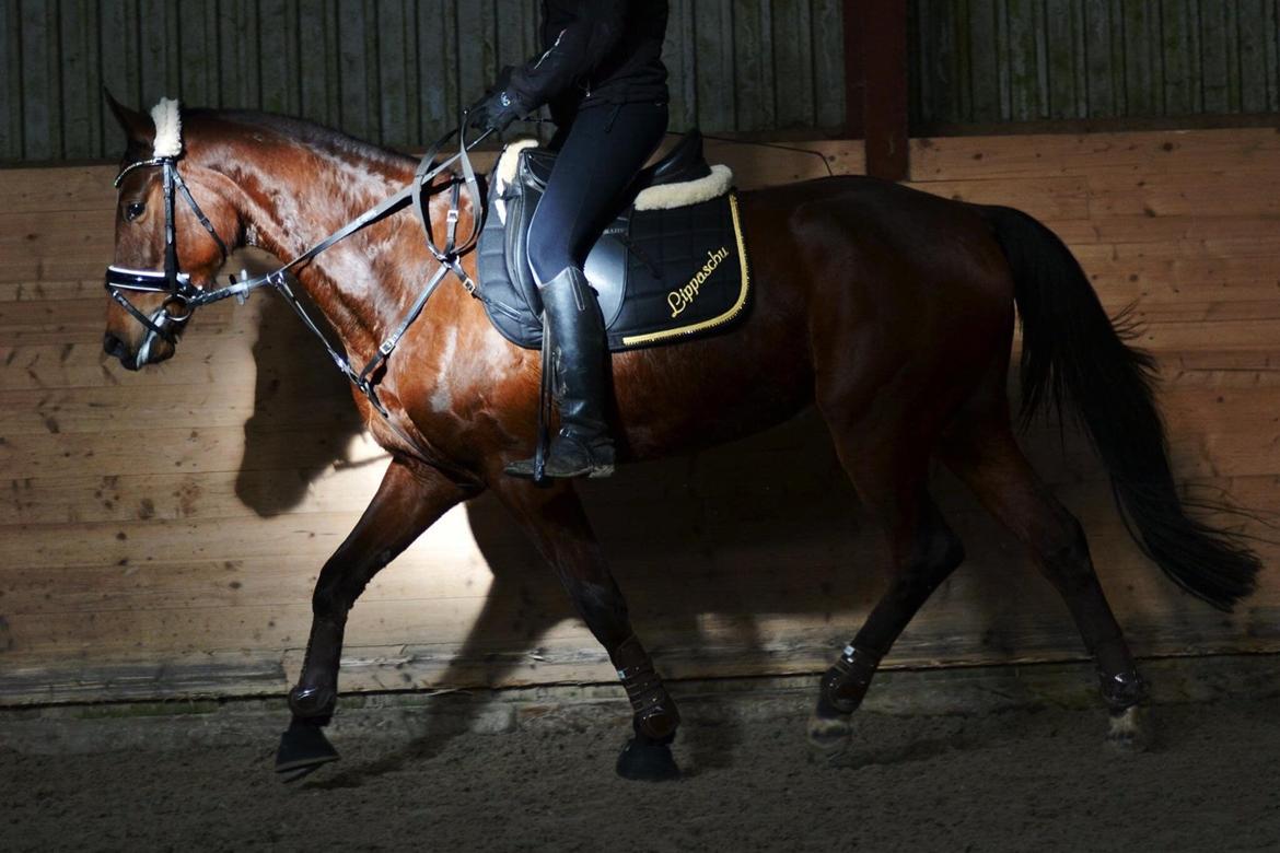 Anden særlig race Lippaschu billede 16