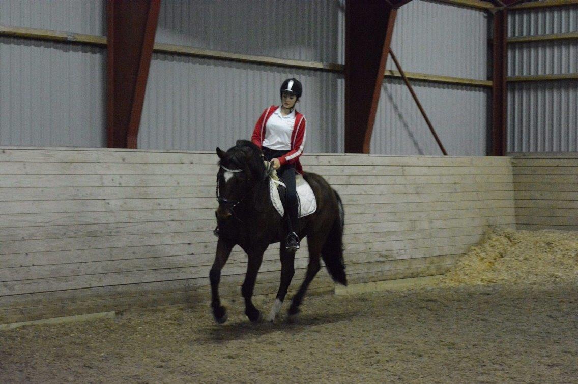 Tysk Sportspony Capper billede 10