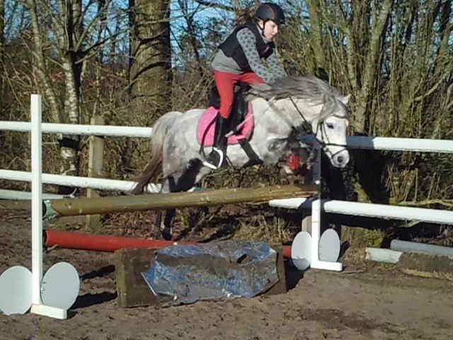 Welsh Mountain (sec A) Grandly's Afreja billede 13