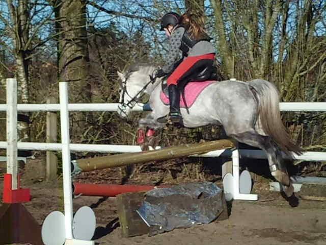 Welsh Mountain (sec A) Grandly's Afreja billede 4