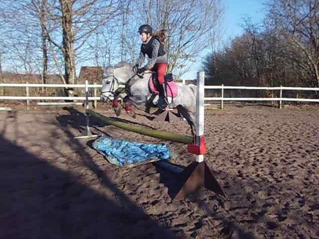 Welsh Mountain (sec A) Grandly's Afreja billede 11