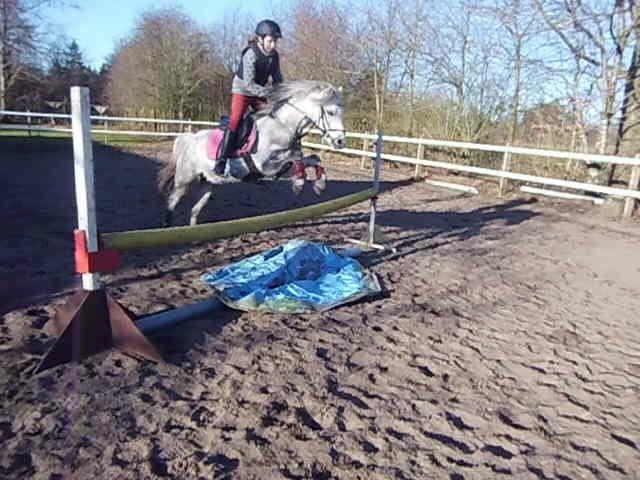 Welsh Mountain (sec A) Grandly's Afreja billede 10