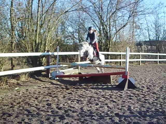 Welsh Mountain (sec A) Grandly's Afreja billede 12