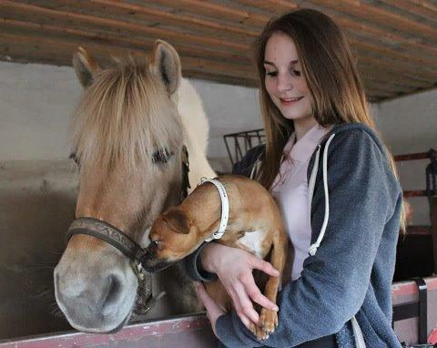 Fjordhest Vængets Mirabel billede 8