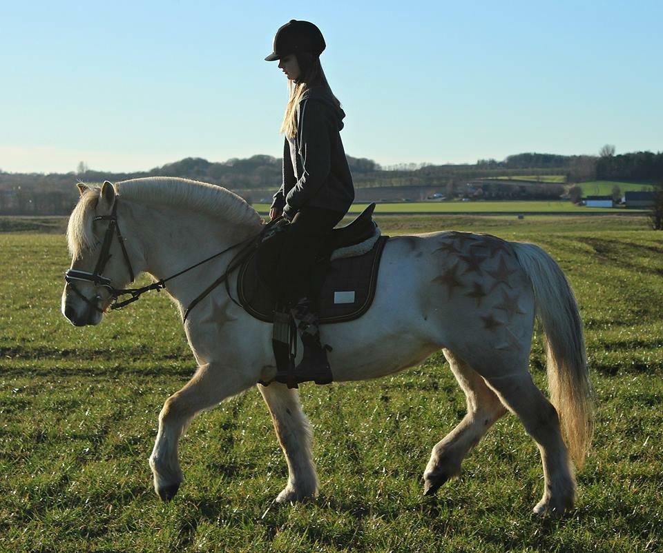 Fjordhest Vængets Mirabel billede 9