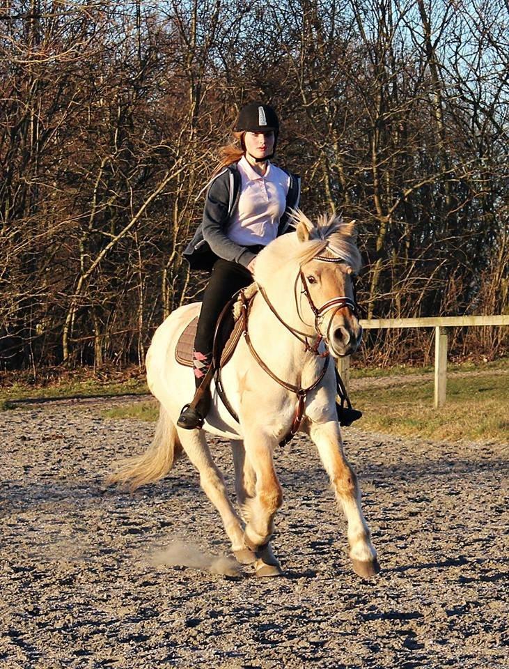 Fjordhest Vængets Mirabel billede 10