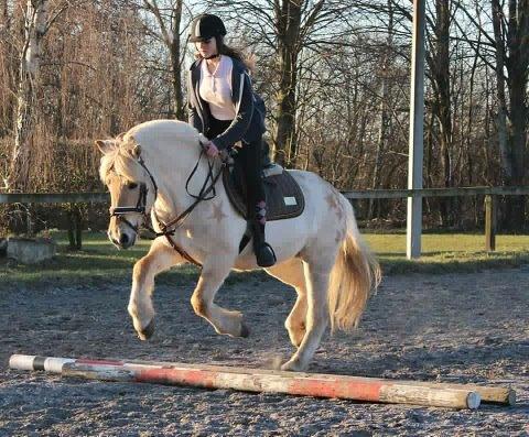 Fjordhest Vængets Mirabel billede 11