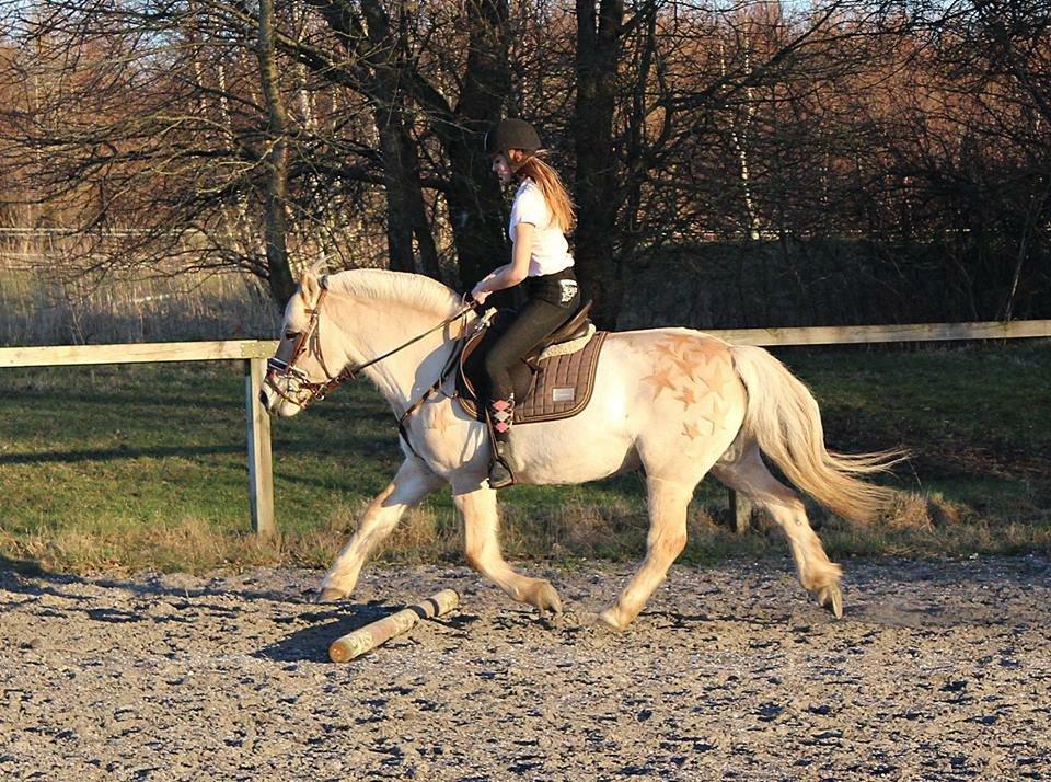 Fjordhest Vængets Mirabel billede 12