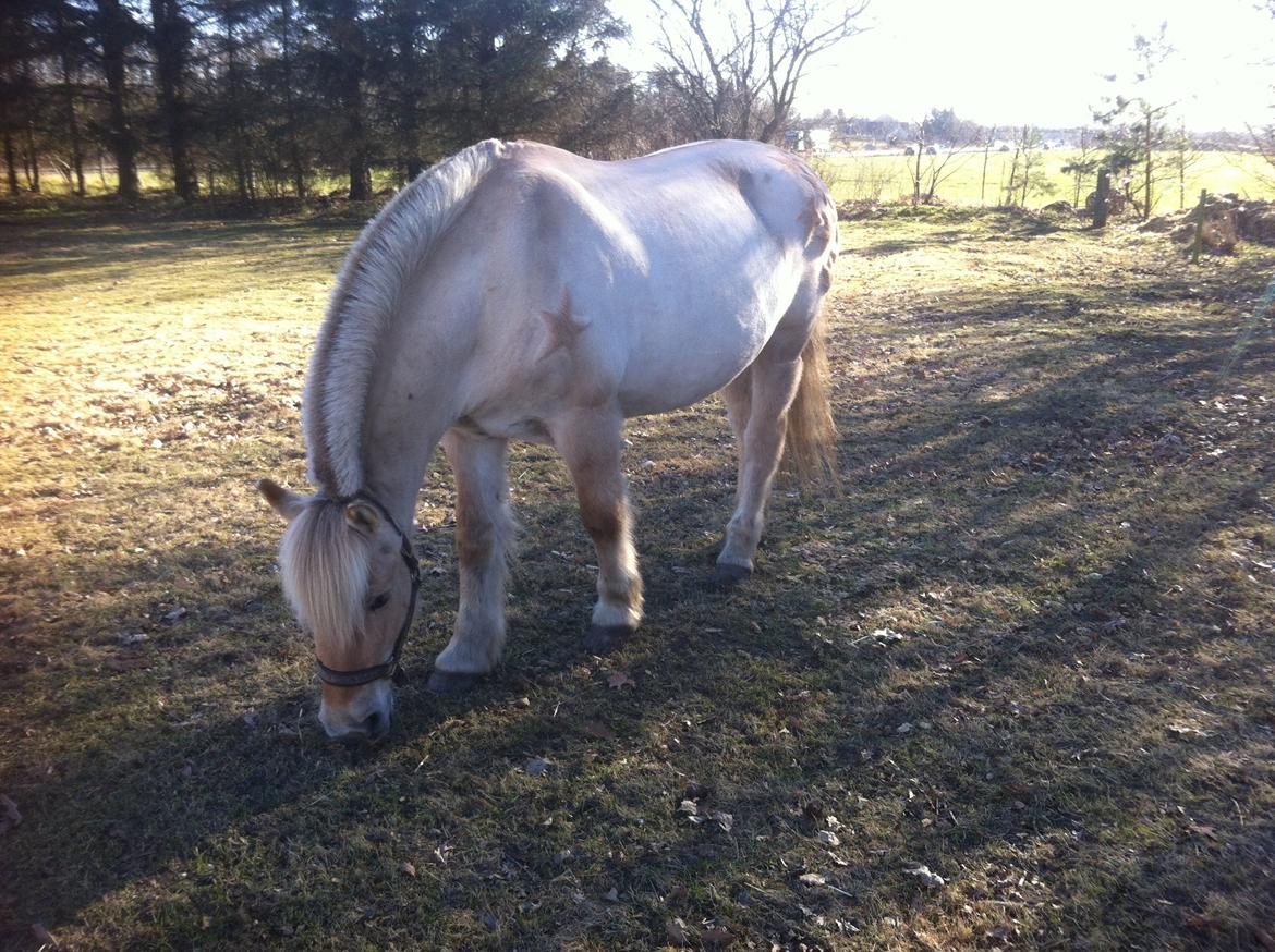 Fjordhest Vængets Mirabel billede 13