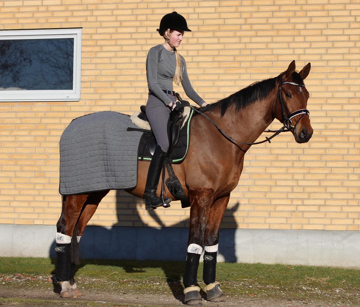 Dansk Varmblod Thybo's l'easter billede 18