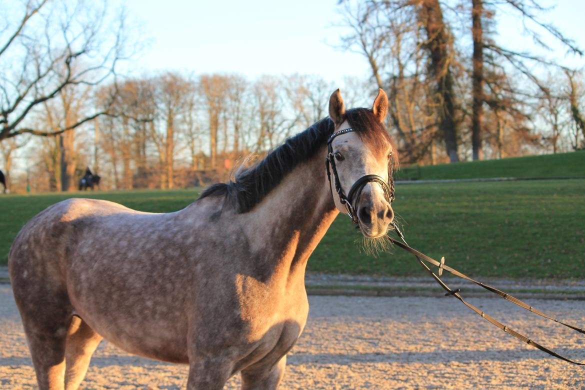 Anden særlig race Esico  billede 12