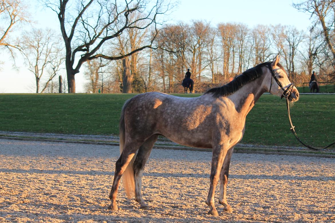 Anden særlig race Esico  billede 13