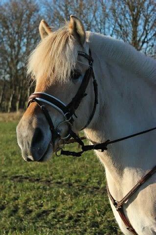 Fjordhest Vængets Mirabel billede 1