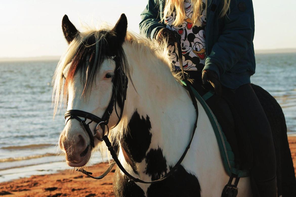 Tinker Hauge's Aileen [Ko] - lækker strandtur <3 - 4 år.. billede 6