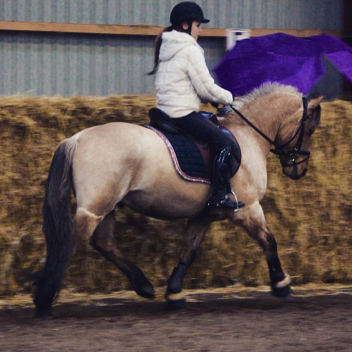 Anden særlig race Østergårds Baloo billede 1