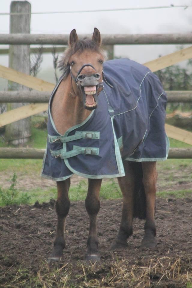 Anden særlig race Østergårds Baloo billede 6