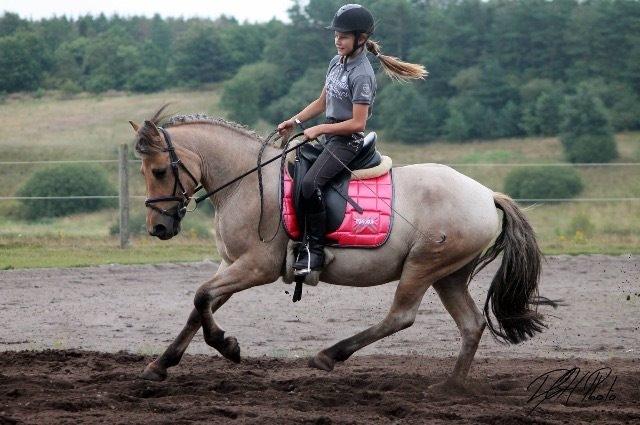 Anden særlig race Østergårds Baloo billede 4