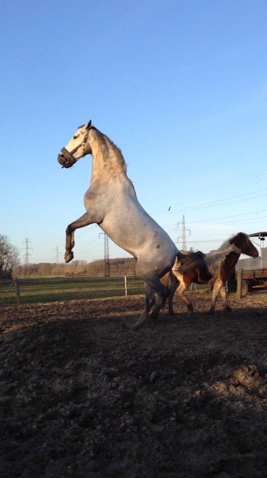 Dansk Varmblod Saxo Special - Glad hest, der har fået dækknet af efter en MEGET lang vinter. billede 17