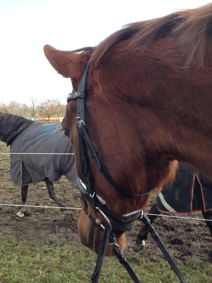 Dansk Varmblod Trøstruplunds samira billede 14