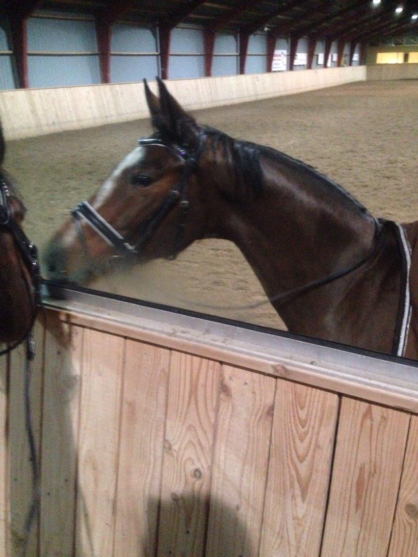 Tysk Oldenburger Lilly Marleen (Lille Lilly) billede 12