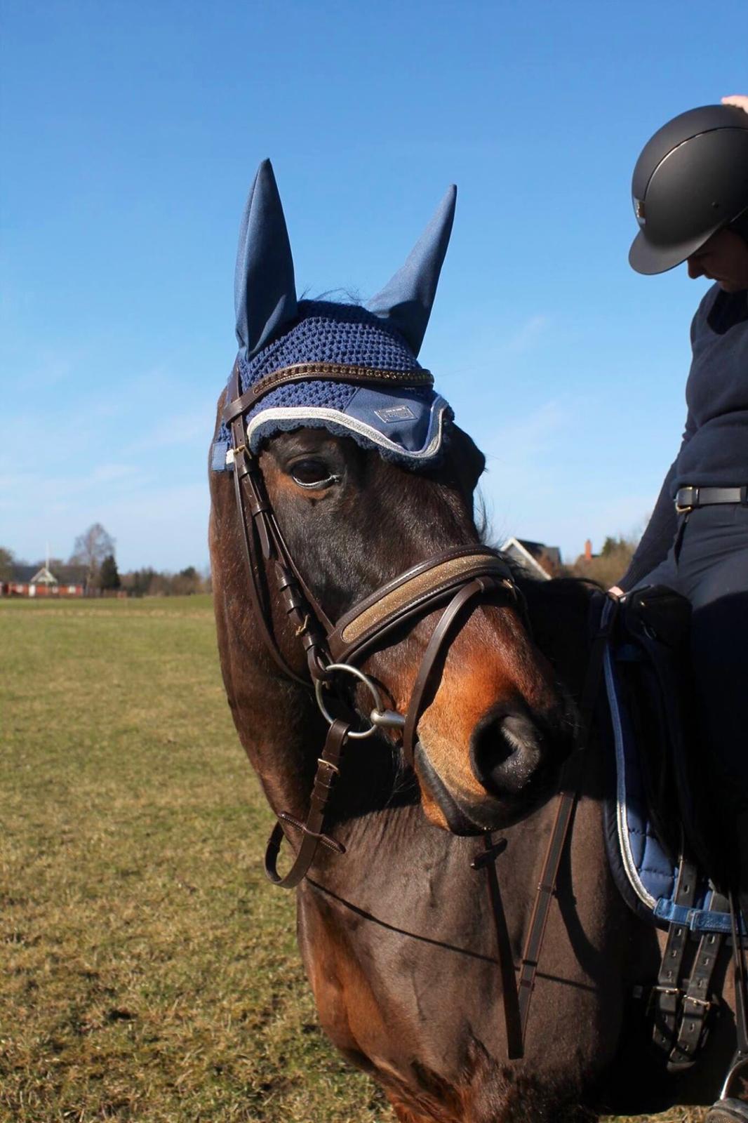 Traver Julius R.I.P :'( billede 14